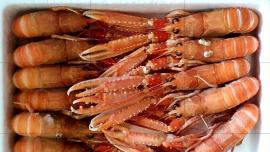 Cigala oo estuche 1.5kg