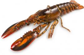 Bogavante canadiense 