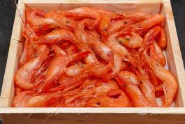 Quisquillon cocido vivo