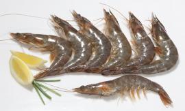 Langostino vannamei 30/40