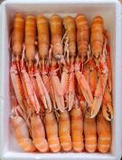 Cigala  0  estuche 1.5 kg