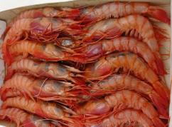 Gamba roja (alistado) huelva